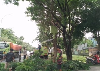 Mulai Memasuki Musim Penghujan, DLH Banjarbaru Lakukan Pemangkasan Pohon