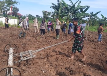 Babinsa Bersama Distan Kabupaten Banjar Tanam Padi