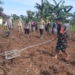 Babinsa Bersama Distan Kabupaten Banjar Tanam Padi