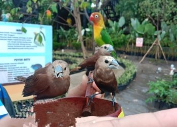 Hadirkan Wahana Baru Aviary, Amanah Borneo Park Berikan Sensasi Beri Makan Ribuan Burung
