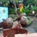 Hadirkan Wahana Baru Aviary, Amanah Borneo Park Berikan Sensasi Beri Makan Ribuan Burung