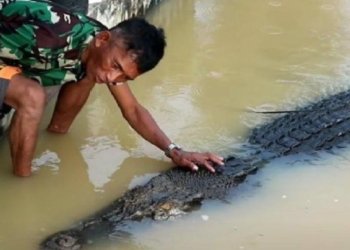 Serangan Buaya Marak, Subandi Desak Tindakan Cepat Pemerintah dan Aparat