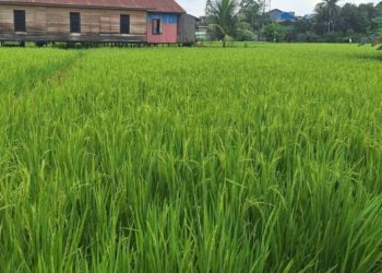 Guntur: Infrastruktur Pertanian Kukar Mesti Diperkuat Demi Tingkatkan Swasembada Pangan