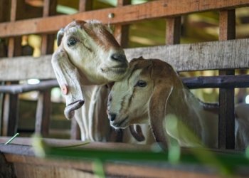 Peternak di Laura Berdayakan Limbah Kambing Jadi Pupuk Pertanian