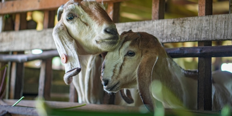 Peternak di Laura Berdayakan Limbah Kambing Jadi Pupuk Pertanian