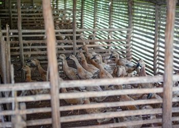 Peternak Ingin Pertanian & Peternakan Jadi Mata Pencaharian Utama Warga