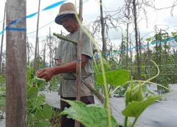 Musim Hujan, Petani Sayur Khawatir Akan Kerugian Besar