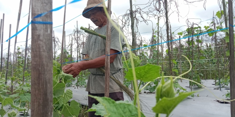Musim Hujan, Petani Sayur Khawatir Akan Kerugian Besar