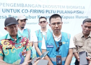 Kembangkan Ekosistem Biomassa, PLN Tanam 200 Ribu Bibit Gamal di Rawa Subur dan Buntoi