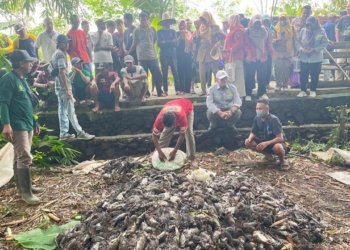 Dinas Pertanian Kabupaten Banjar Bersama Warga Tangkap Tikus