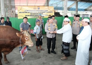 Kapolri Dan Polda Kalsel Sumbang 4 Sapi Limousin Untuk Rutinan Malam Senin Momen 5 Rajab di Sekumpul