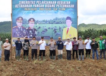 Dukung Ketahanan Pangan di Bidang Peternakan, Polda Kalsel dan ULM Tanam Rumput Pakan Sapi