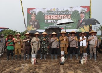 Tanam Jagung Serentak 1 Juta Hektar, Polres Banjar Polda Kalsel Tanam 45.000 Benih Jagung Hibrida Unggul