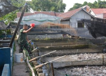 Prajurit TNI Sukses Budidaya Lele, Panen 10 Ton Per Bulan, Jadi Inspirasi Masyarakat