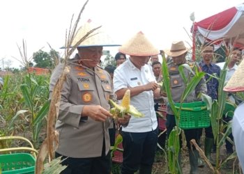 Jaga Stabilitas Harga, Polda Kalsel Panen Raya 10 Ton Jagung di Banjarbaru