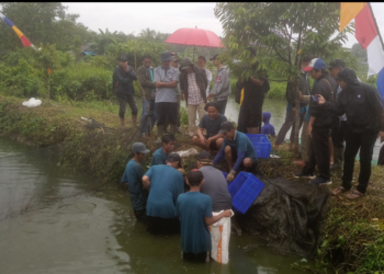 Panen Perdana Ikan Papuyu di Karang Intan: Langkah Besar Menuju Kemandirian Perikanan Lokal