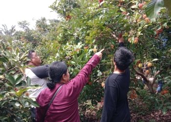Sensasi Wisata Makan Buah Rambutan, Bisa Petik Sendiri di Kebun