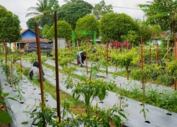 Program Urban Farming di Sungai Ulin Berhasil