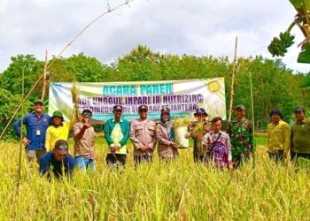 Panen Raya Padi Inpari IR Nutri Zinc di Desa Sungkai, Bukti Kemajuan Pertanian Modern