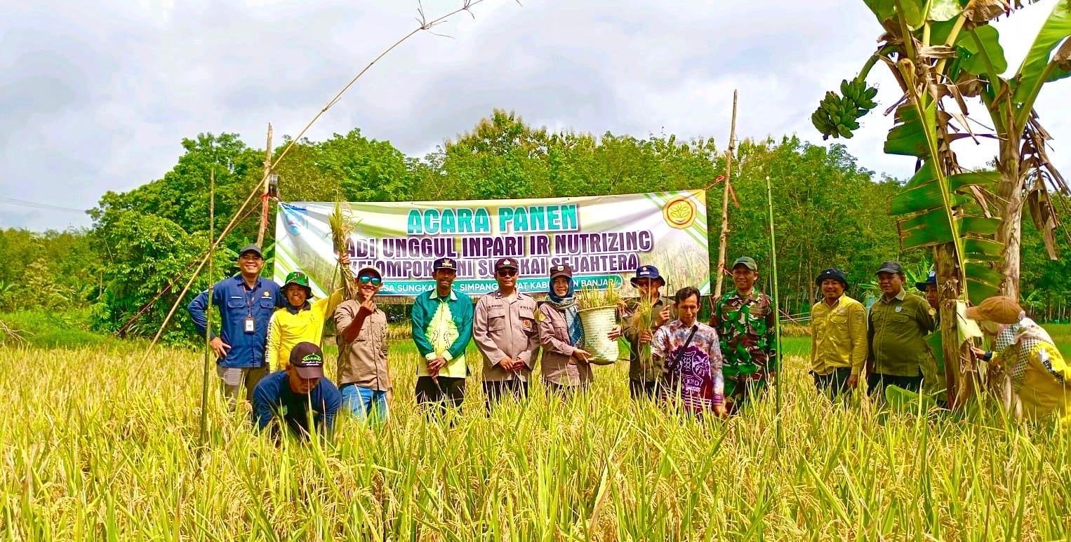 Panen Raya Padi Inpari IR Nutri Zinc di Desa Sungkai, Bukti Kemajuan Pertanian Modern