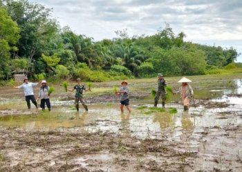 Satgas TMMD ke-123 Kodim 1004/Kotabaru bersama Warga Desa Talusi Gotong Royong Tanam Padi