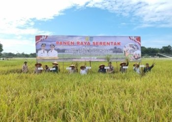 Panen Raya Serentak Warnai Sawah Lok Tangga: Bukti Semangat Petani Banjar dalam Mendukung Swasembada Pangan Nasional