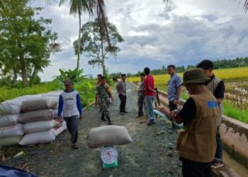 Babinsa Dampingi Penyerapan Gabah 8 Ton di Kusan Hilir, Petani Sumringah Harga Sesuai HPP