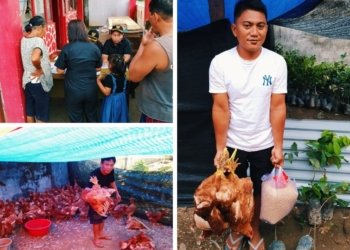 Desa Werot Salurkan Bibit Rambutan dan Ayam Petelur, Wujud Nyata Ketahanan Pangan Berbasis Desa