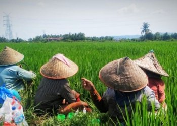 Tingkatkan Produktivitas dan Ketahanan Pangan Daerah, DPRD Kaltim Dorong Mekanisasi Pertanian