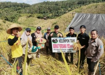 Panen Padi Gogo Buyung di Desa Pakutik Tunjukkan Potensi Tinggi, Petani Kian Optimis