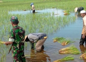 Babinsa Turun ke Sawah, Petani Desa Berkat Mulya Dapat Suntikan Semangat