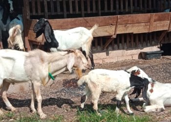 Di Banjarbaru, Penjualan Kambing Kurban Setiap Tahun Menurun