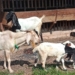 Di Banjarbaru, Penjualan Kambing Kurban Setiap Tahun Menurun