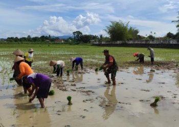 Percepatan Masa Tanam, Babinsa Koramil 1022-01/Simpang Empat Dampingi Petani di Desa Kupang Berkah Jaya