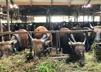 Jelang Idul Adha, Stok Sapi Kurban Menyusut, Peternakan Haji Safrin Masih Jadi Primadona Warga Banjarbaru