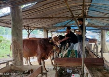 Jelang Idul Adha, H. Mansyur Kembali Akan Salurkan Ratusan Ekor Sapi ke Warga Warga