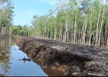 Pemanfaatan DD 2025, Kades Tumbang Mangkutup Gerak Cepat Bangun Badan Jalan Baru di RT. 02