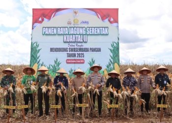 H. Hasanuddin Hadiri Panen Raya Jagung Serentak di Tanah Bumbu: Dorong Swasembada Pangan dan Gebrakan Ekspor 1.200 Ton