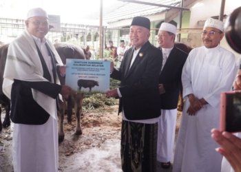 Tebar Kepedulian di Hari Raya, Gubernur Kalsel Serahkan Sapi Kurban Bantuan Presiden di Sabilal Muhtadin