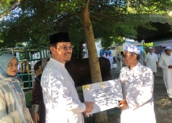 Terima Sapi dari Presiden RI, Masjid Agung Al Munawwarah Siapkan 1.150 Kupon Daging