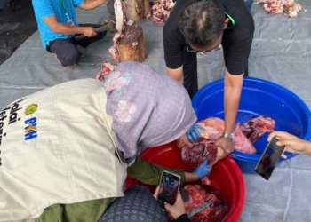 DKP3 Banjarbaru: Tak Ada Kelainan Pada Organ Tubuh Hewan Kurban