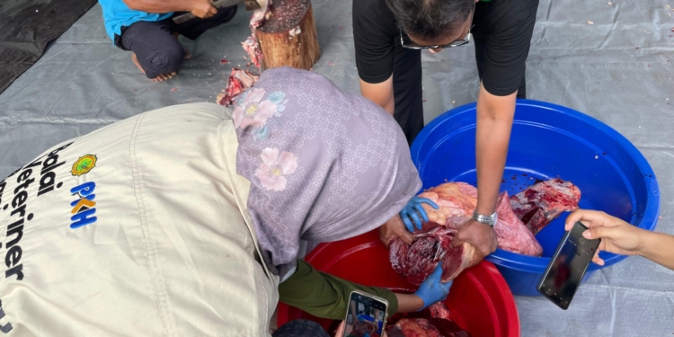 DKP3 Banjarbaru: Tak Ada Kelainan Pada Organ Tubuh Hewan Kurban