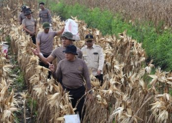 Polda Kalsel Panen 5 Ton Jagung di Lahan Rawa Gambut