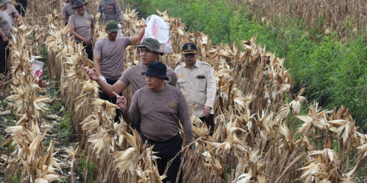 Polda Kalsel Panen 5 Ton Jagung di Lahan Rawa Gambut