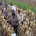 Polda Kalsel Panen 5 Ton Jagung di Lahan Rawa Gambut