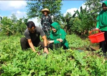 Dukung Ketahanan Pangan, Dandim 1022 Tanah Bumbu Bantu Panen Buah.