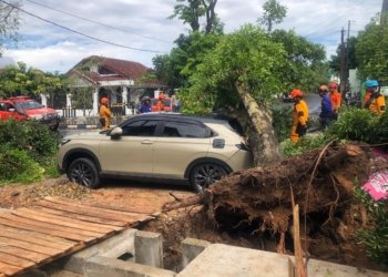 Pohon Trambesi di Jalan Panglima Batur Timur Tumbang Timpa Mobil HRV