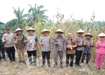 Panen Raya Jagung Serentak: Bupati Asahan Ikuti Arahan Presiden Prabowo, Wujud Nyata Kedaulatan Pangan dari Desa