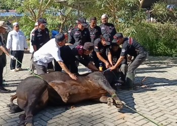 Pemkab Banjar Sembelih Empat Ekor Sapi Qurban, Bupati dan Wabup Turut Berqurban