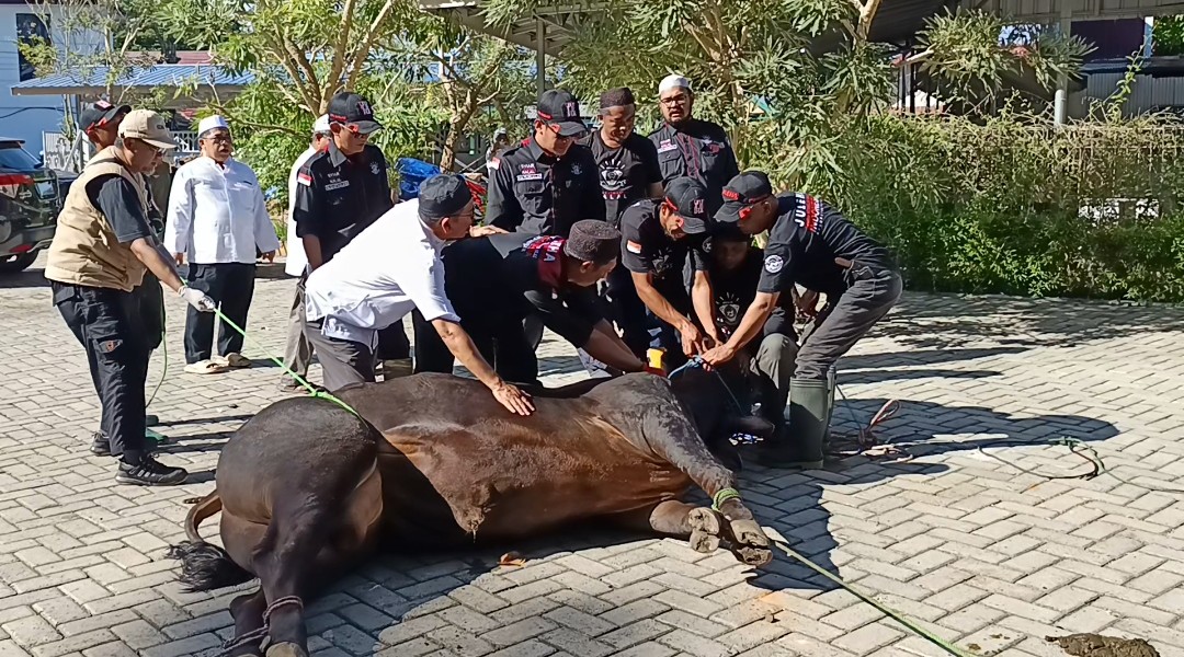 Pemkab Banjar Sembelih Empat Ekor Sapi Qurban, Bupati dan Wabup Turut Berqurban